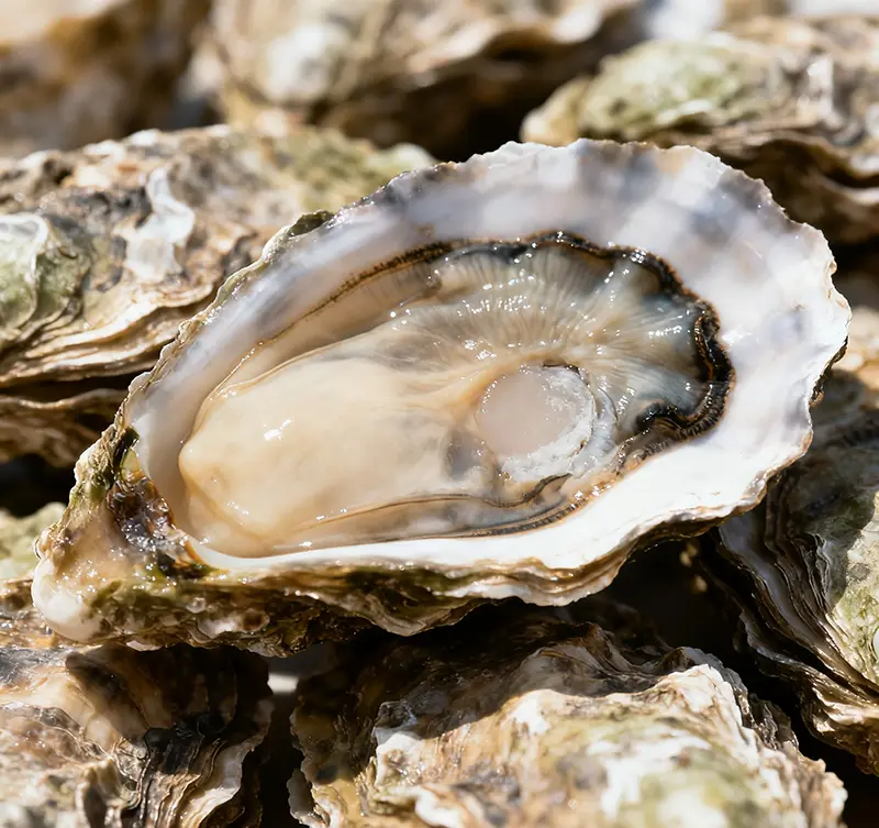 Oysters: Living Filters of the Ocean