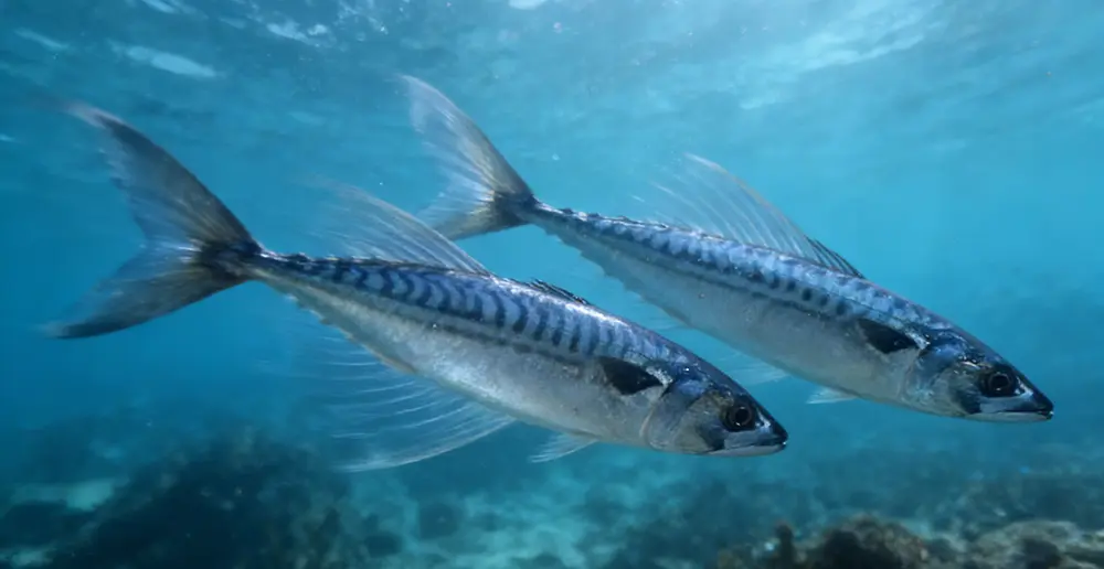 atlantic-mackerel.webp