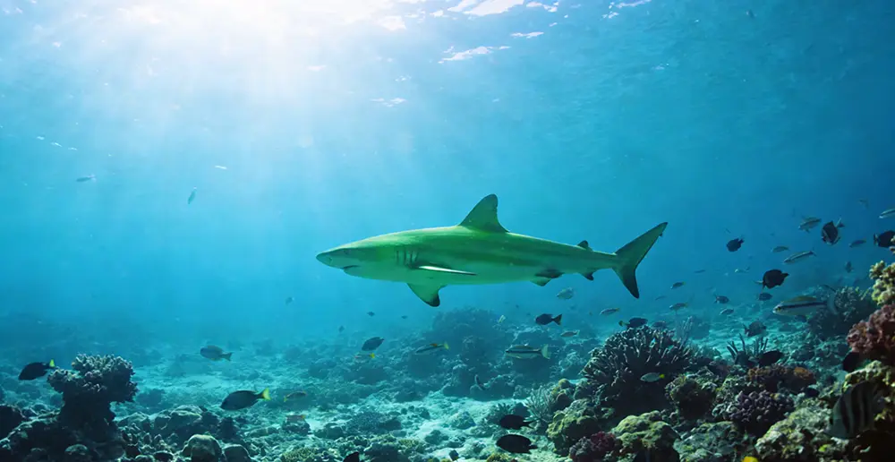 greenland-shark.webp