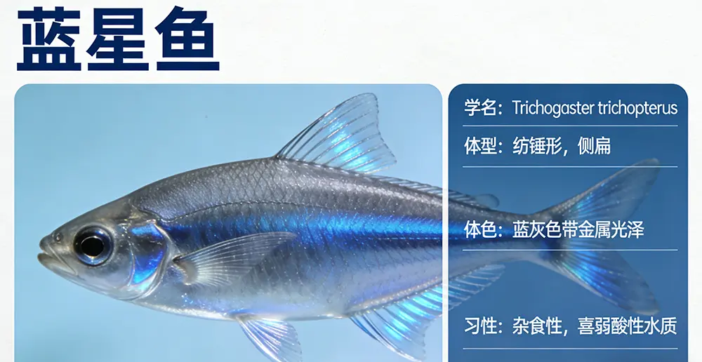 Physical Characteristics of the Blue Starfish | Habits | Edible Value | Varieties | Seasonality