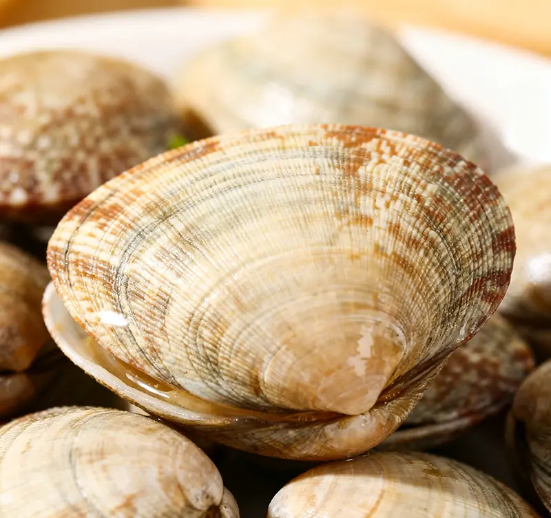 From Beach to Bowl: Understanding the Sand Clam