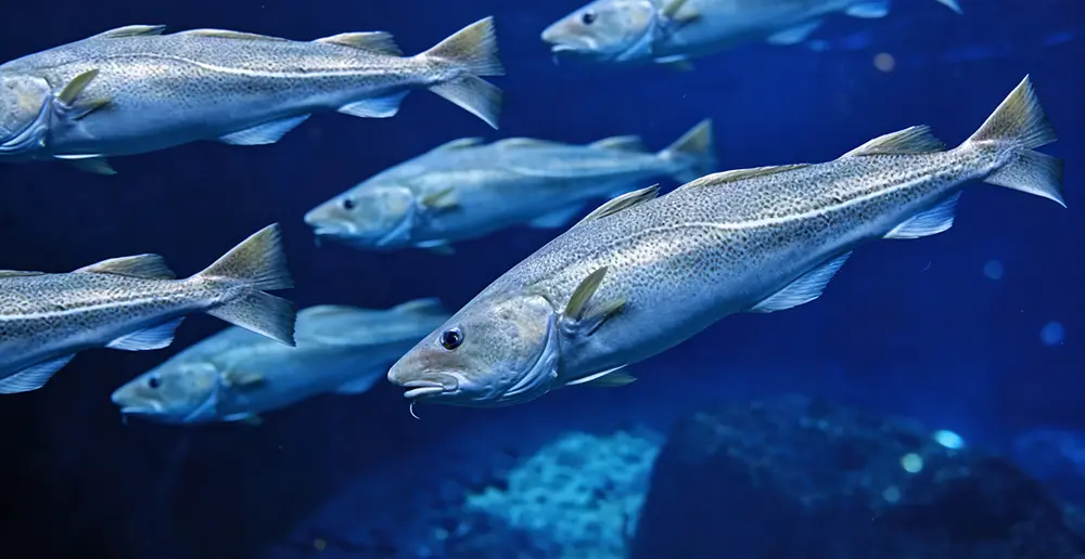 Silver Cod Essentials: Form, Living Behavior, Taste, Types, and Peak Seasons