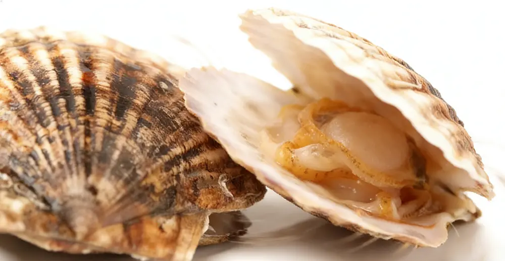 Scallop Essentials: Shell Form, Living Behavior, Taste, Types, and Peak Seasons
