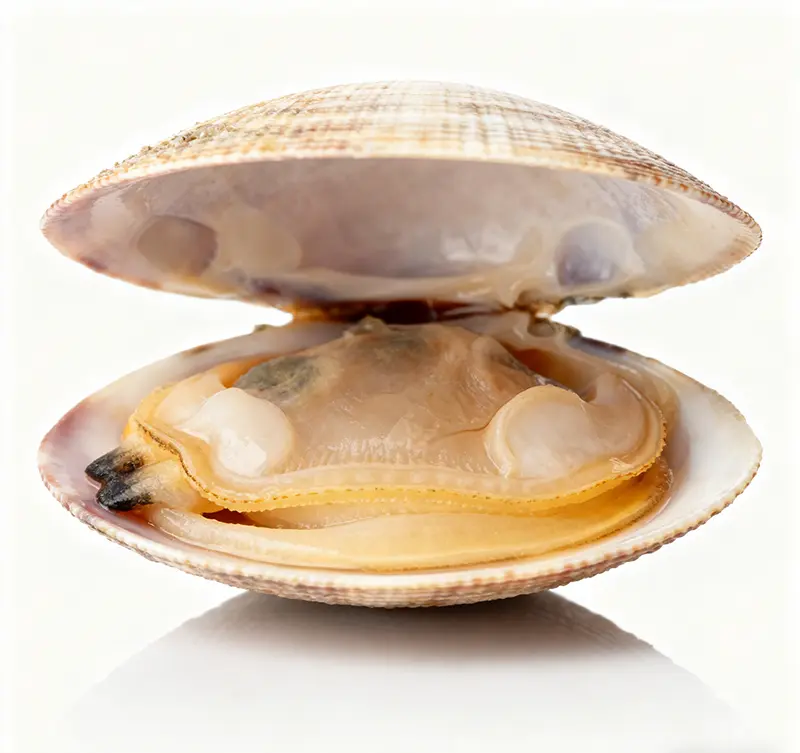 haitian-clam-1.webp