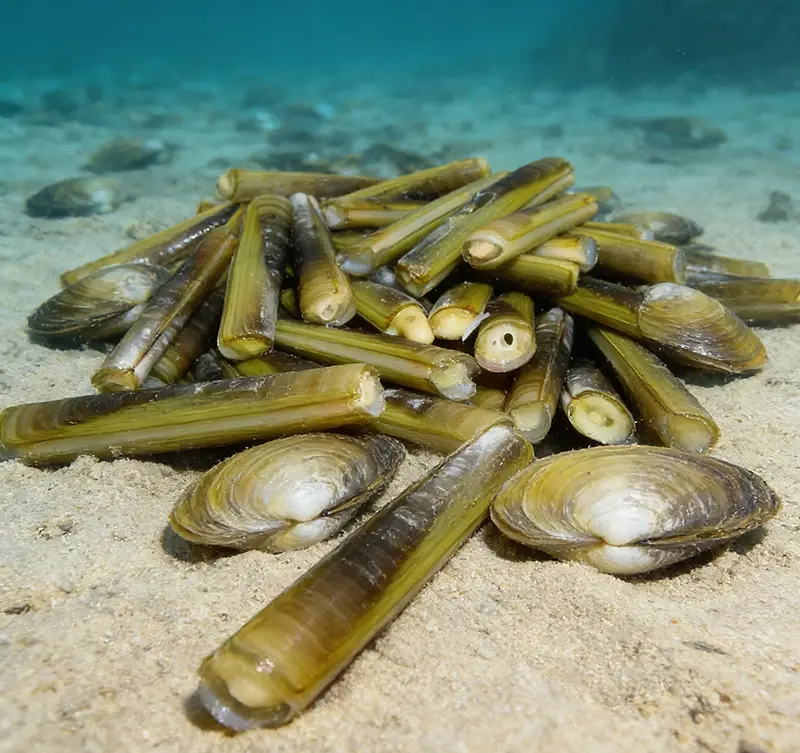 bamboo-clam-1.webp