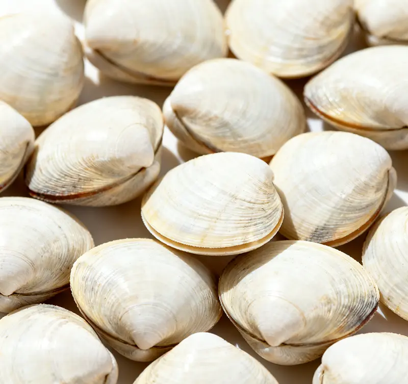 The White Clam Breakdown – Morphology → Habits → Edibility → Varieties → Season