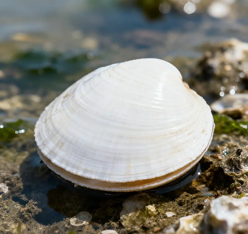 white-clam-1.webp