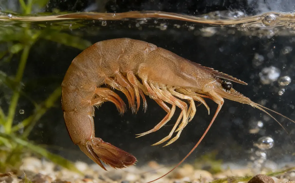Comprehensive Study of the Giant Tiger Prawn (Penaeus monodon) in Indonesian Waters