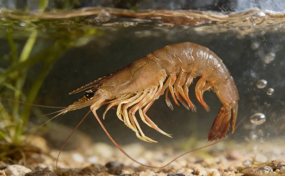 Characteristic Economic Shrimp Species in Indonesian Waters