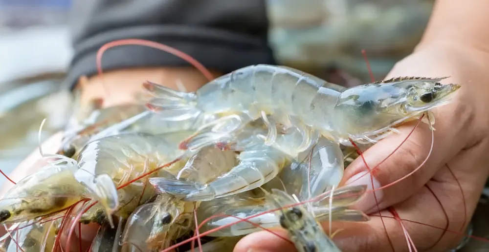 A Comprehensive Analysis of the Indonesian White Prawn (Penaeus merguiensis)