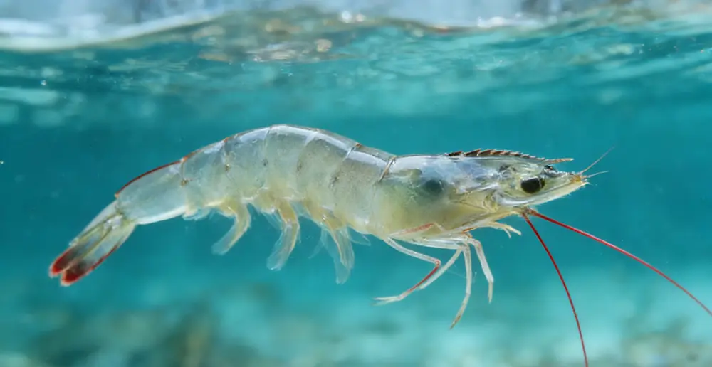 A Comprehensive Analysis of the Indonesian White Prawn