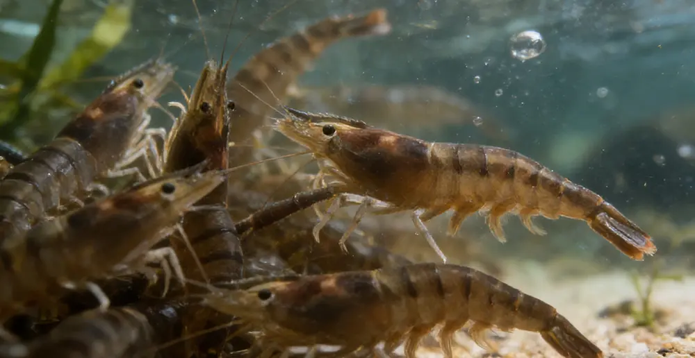 ​A Comprehensive Study of the Indian Tiger Shrimp (Penaeus monodon)