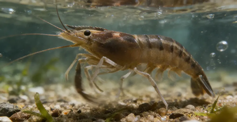 A Comprehensive Study of the Indian Tiger Shrimp 