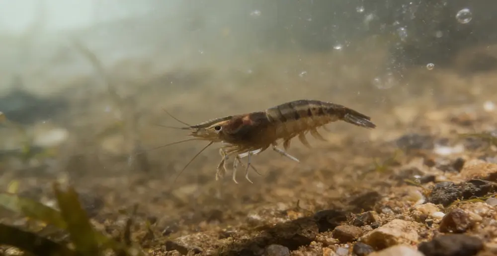 Life Habits of the Indian Tiger Shrimp