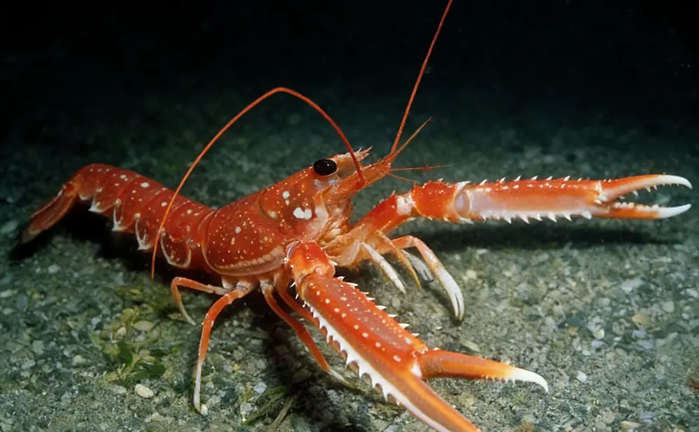 ​A Comprehensive Introduction to New Zealand Shrimp