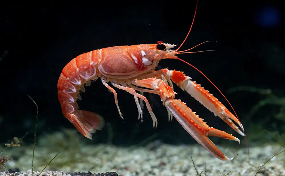 Edible Value of New Zealand Shrimp