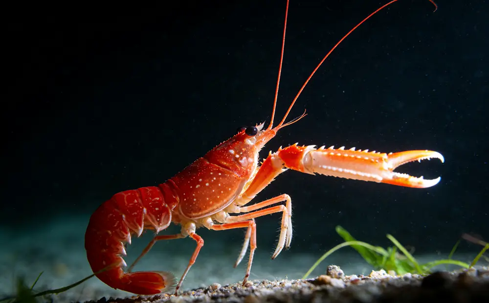 New Zealand Shrimp Seasonality